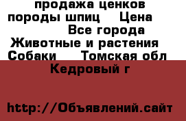 продажа ценков породы шпиц  › Цена ­ 35 000 - Все города Животные и растения » Собаки   . Томская обл.,Кедровый г.